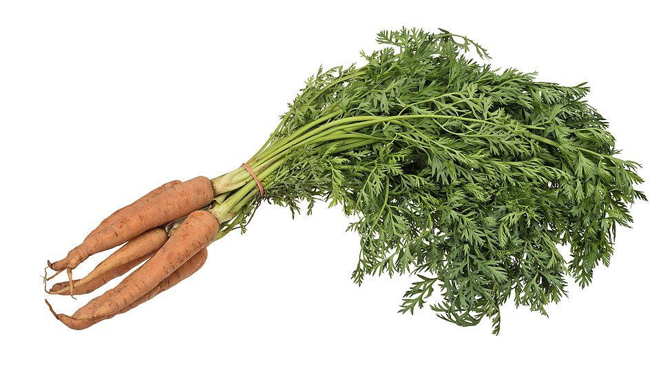 სტაფილო